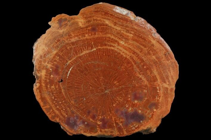Polished Petrified Wood (Araucarioxylon) Round - Arizona #143821